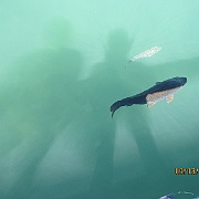 Picture 046